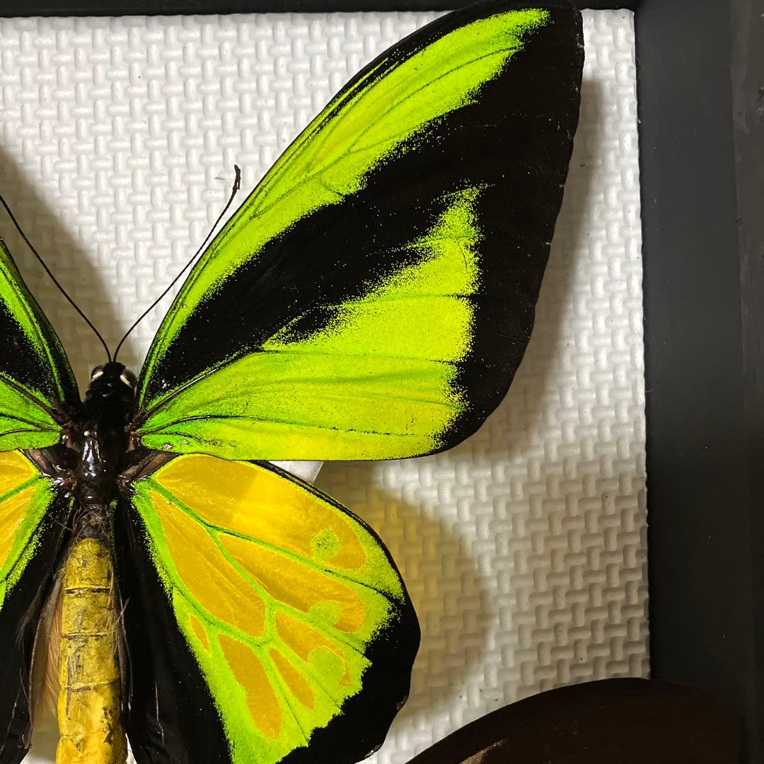 大型ゴライアスアゲハ♂♀