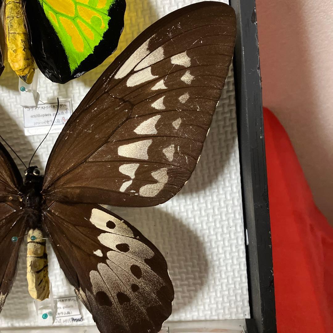 大型ゴライアスアゲハ♂♀