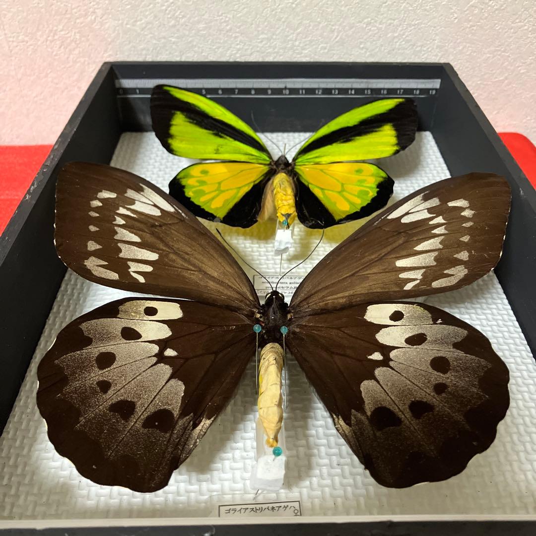 大型ゴライアスアゲハ♂♀