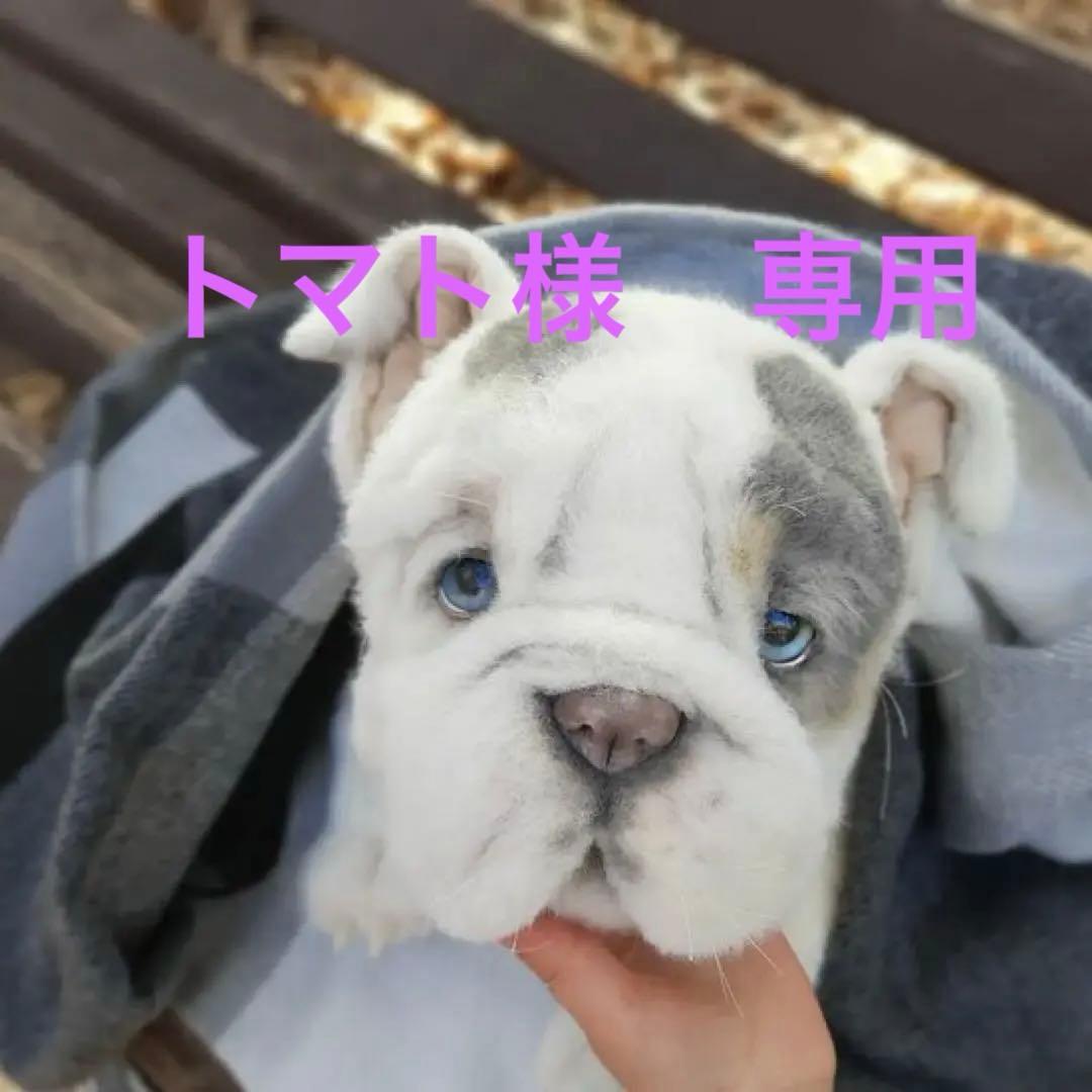 海外作家様作　ブルドッグの子供　アートドール