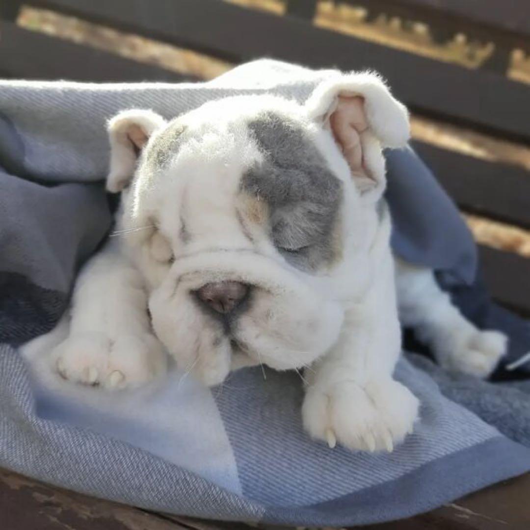 海外作家様作　ブルドッグの子供　アートドール