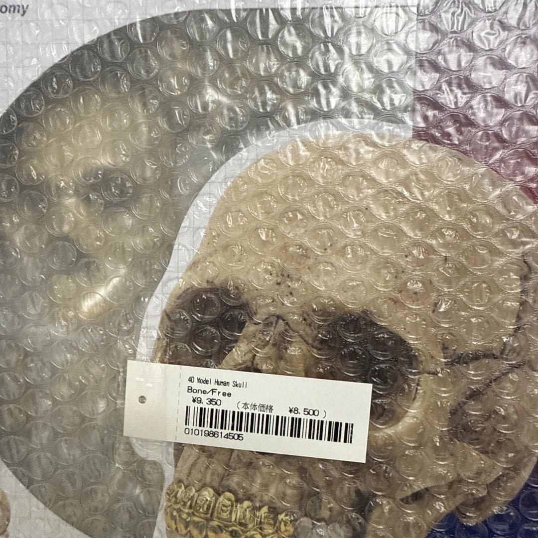 SF・ファンタジー・ホラー Supreme 4D Model Human Skull