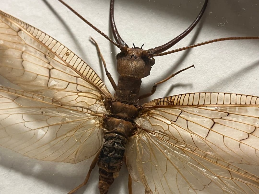 【顎特大】オオアゴヘビトンボ ペルー産 奇蟲 タランチュラ ムカデ 標本