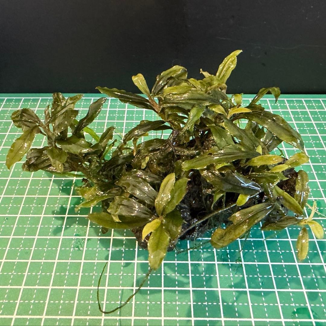 【サウザー】ブセファランドラ　水中葉　群生株　5株