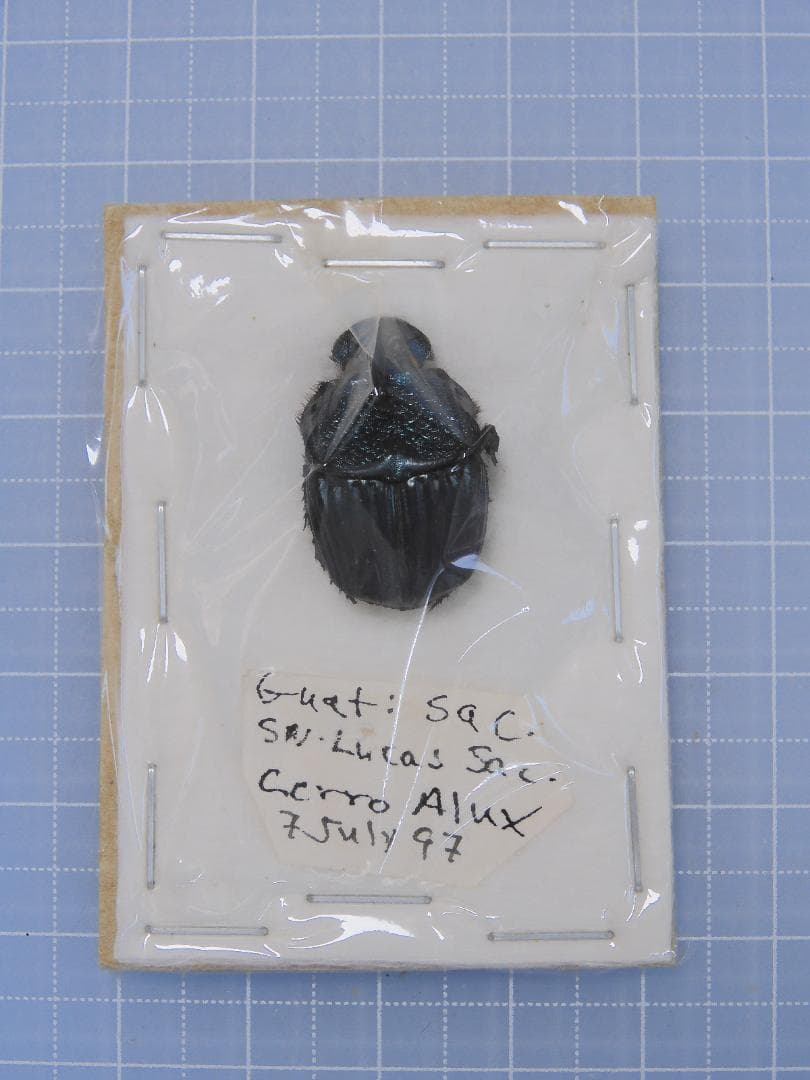 ガテマラエンシス　ニジダイコクコガネ　22mm