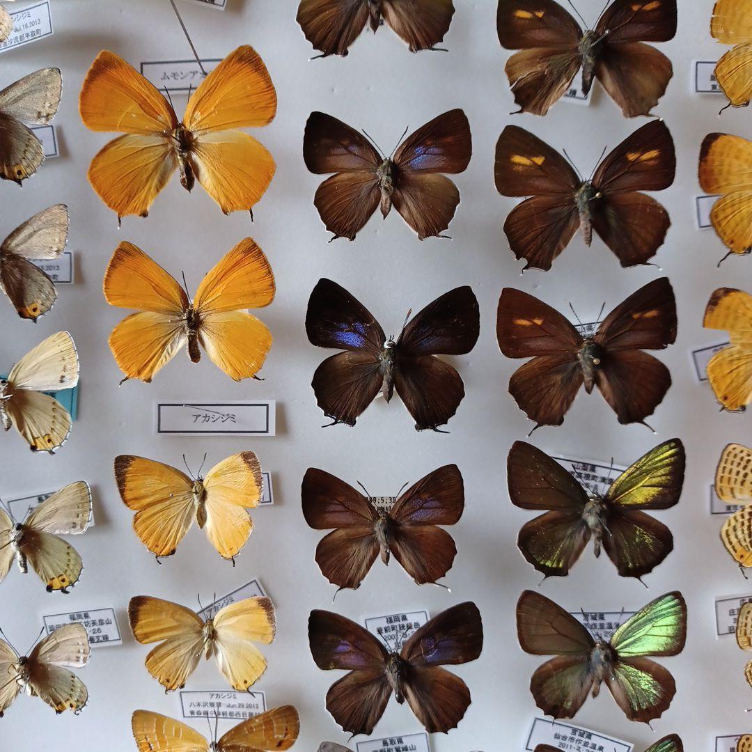 蝶標本　日本ゼフィルス選　20種99頭