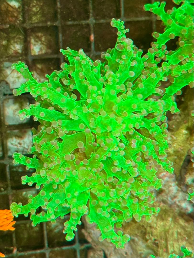 はげもやし專用