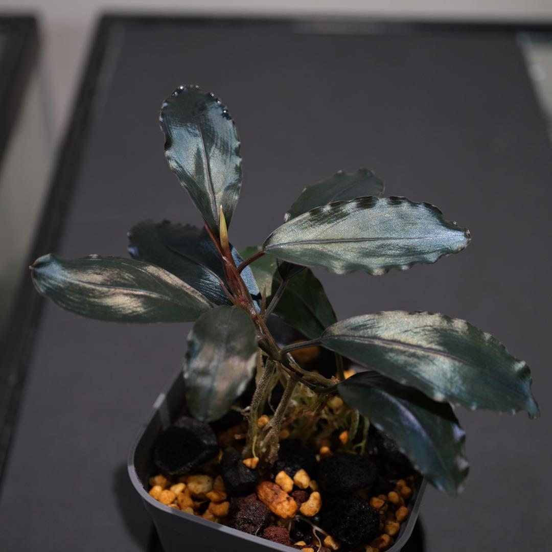 ヤーマンさんBUCEPHALANDRA Nanga Pino SuperBlue