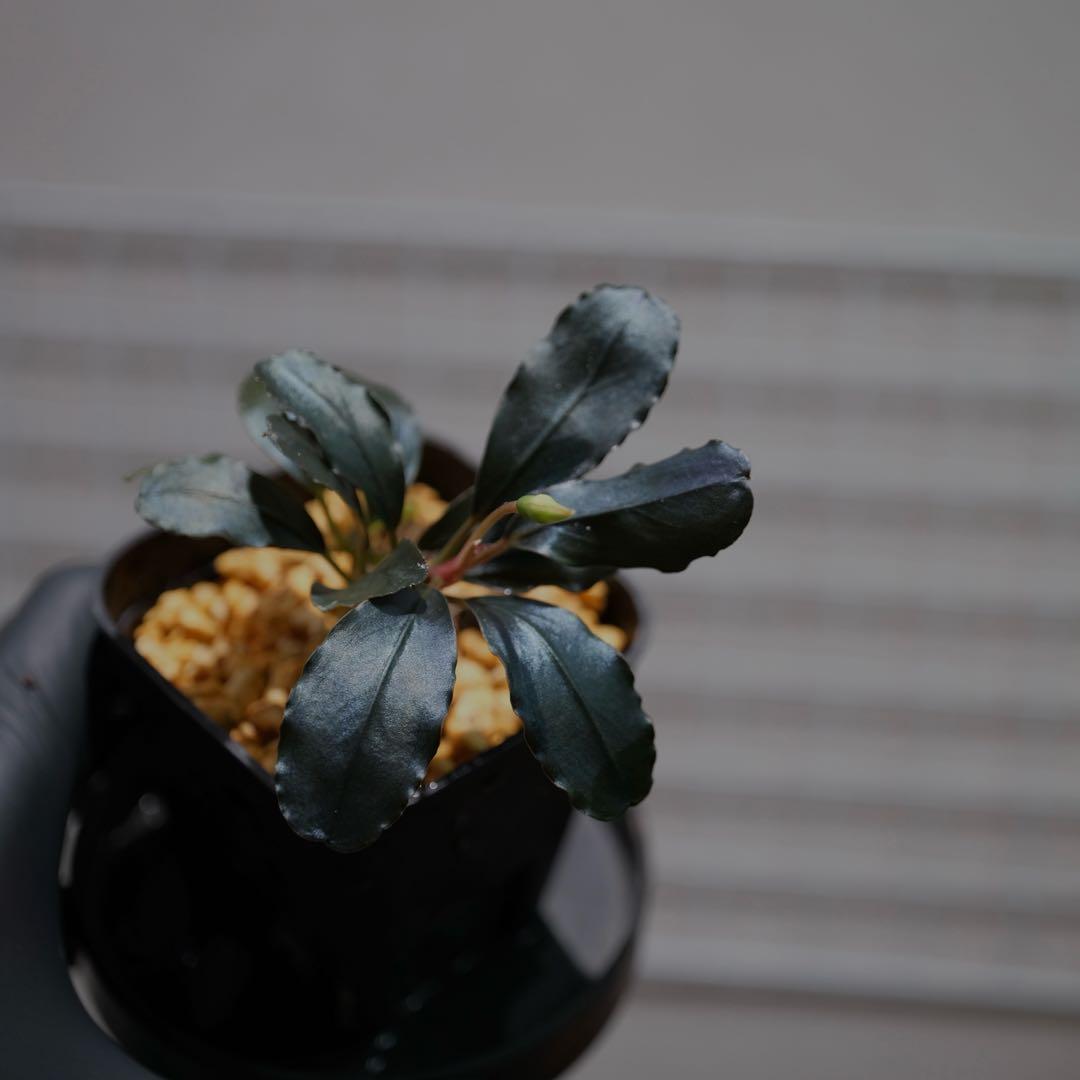 ヤーマンさんBUCEPHALANDRA Nanga Pino SuperBlue