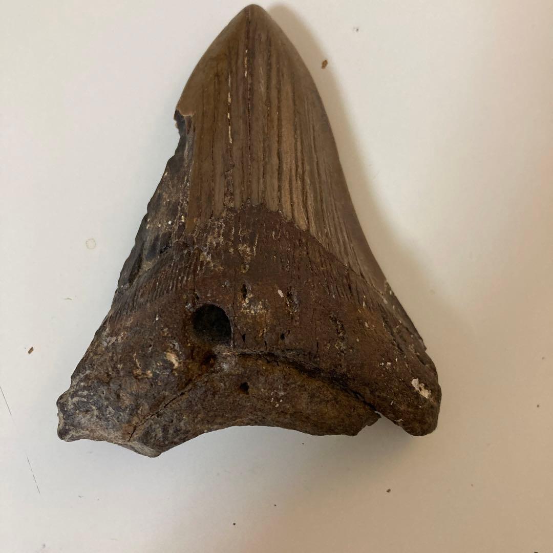 メガロドン歯化石