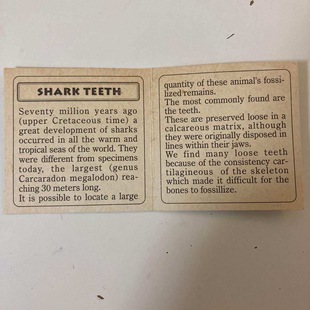 メガロドン歯化石