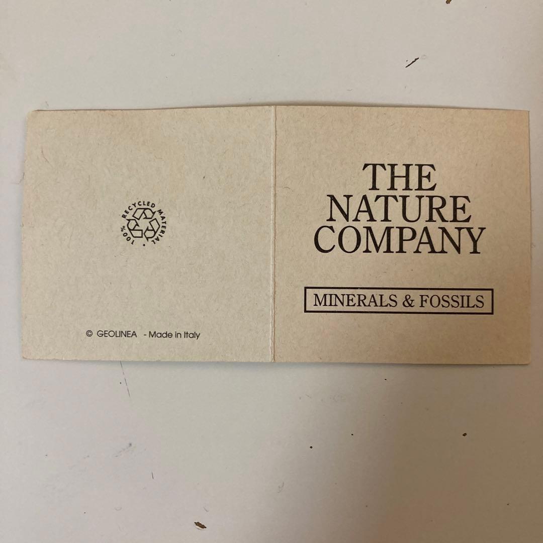 メガロドン歯化石