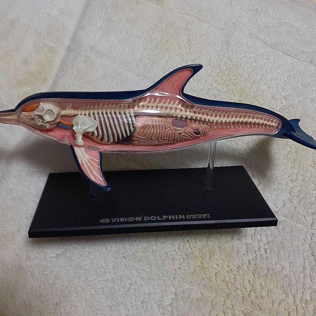 4D-VISON　マンタ　イルカ　サメ　フィギュア　解剖模型　パズル　3体セット