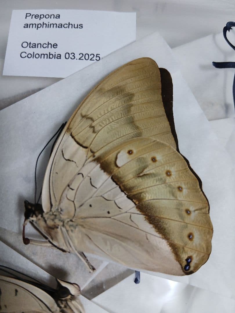 海外産標本｜ペルー産 蝶類 昆虫標本