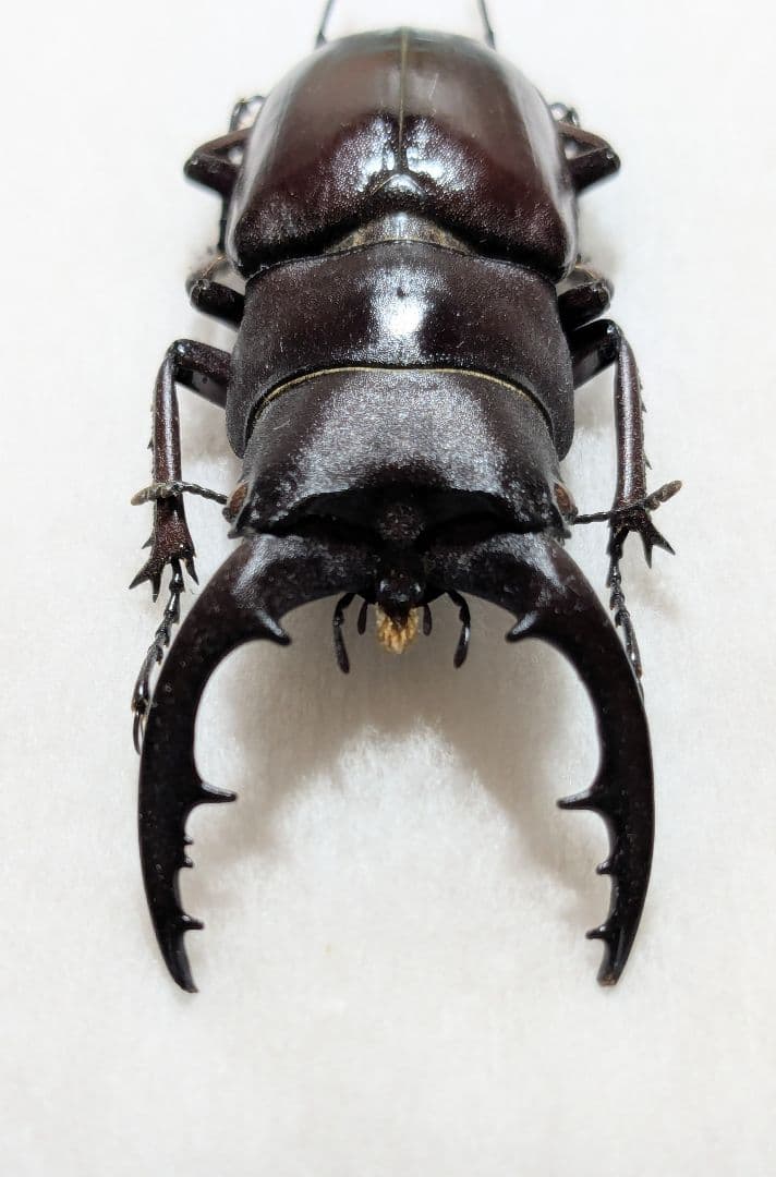 石垣　ヤエヤマノコギリ