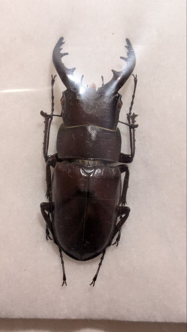 石垣　ヤエヤマノコギリ