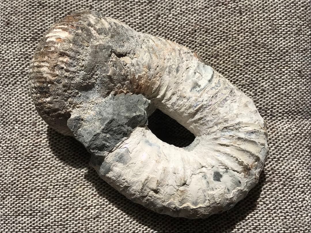 マダガスカル産　アンモナイト化石（ノストセラス）母岩なし　稀少