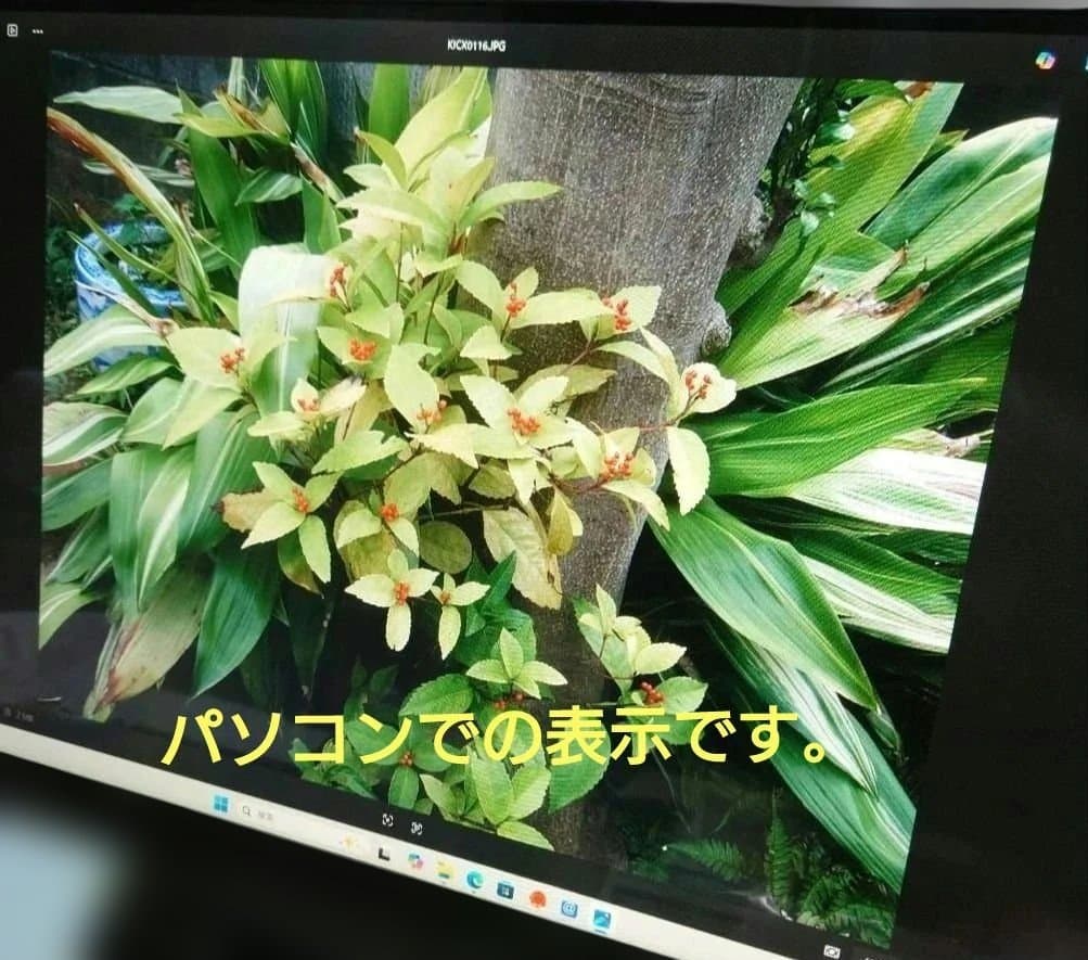 中古かつ動作品かつ美品「CONTAX TVS DIGITAL」＋付属品