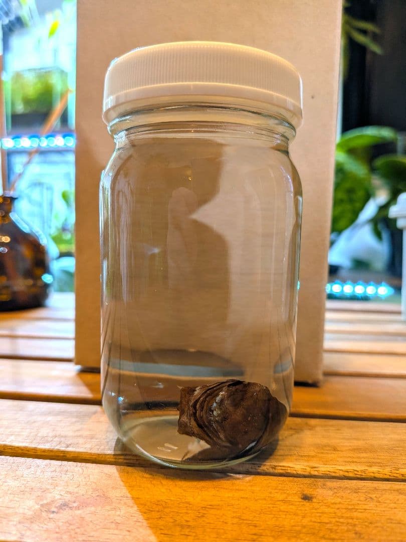 【激レア深海魚】チョウチンアンコウの一種 液浸標本