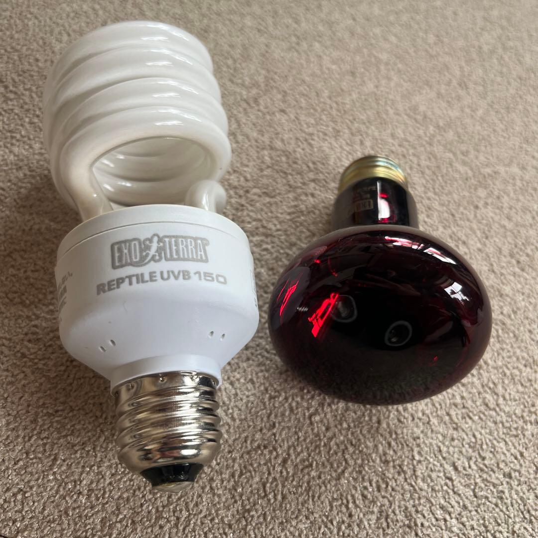 爬虫類　飼育セット　フードおまけ付き