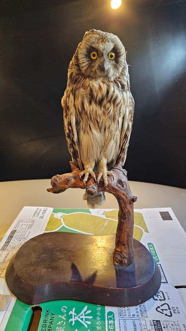 ミミズク　剥製　美品