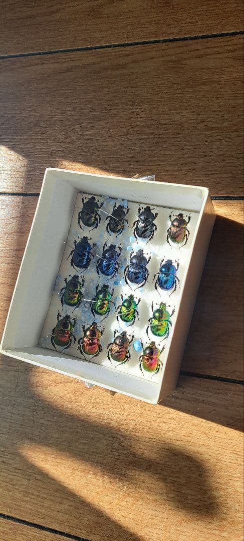 フンコロガシ　標本