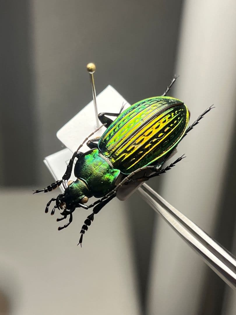 【32mm】Eucarabus ulrichi オサムシ カブリモドキ標本