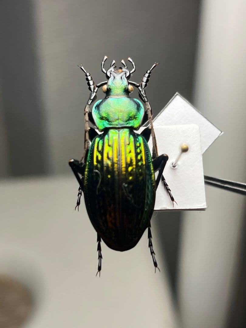 【32mm】Eucarabus ulrichi オサムシ カブリモドキ標本
