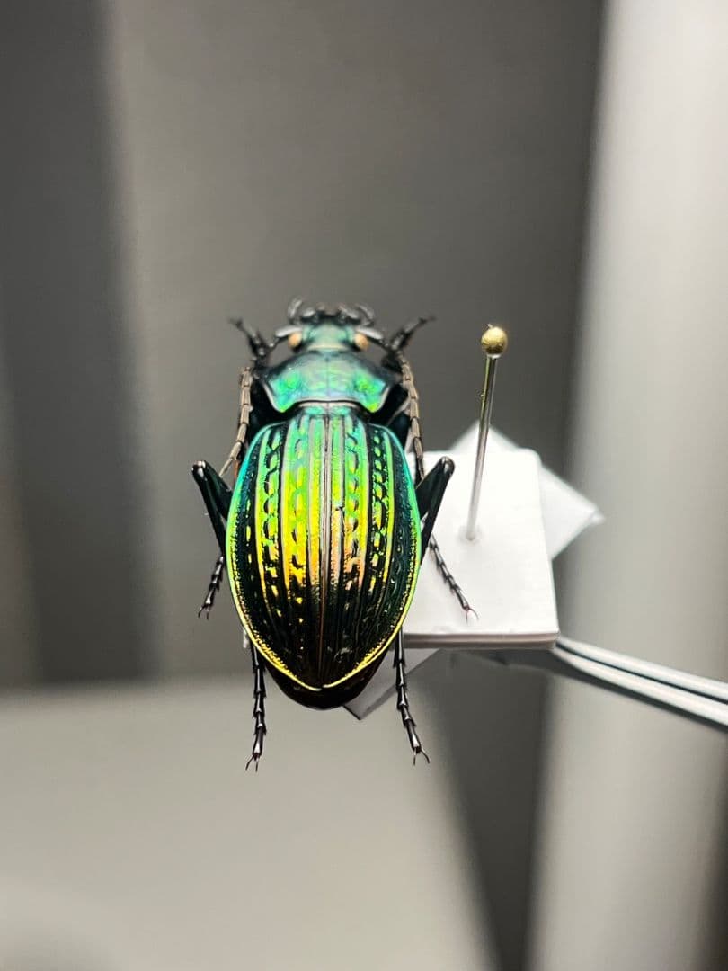 【32mm】Eucarabus ulrichi オサムシ カブリモドキ標本