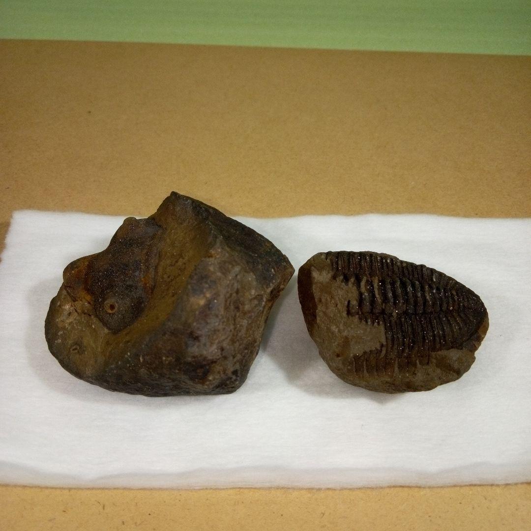 三葉虫　化石　fossil　ボリビア産　レア　Fossil判別⑦