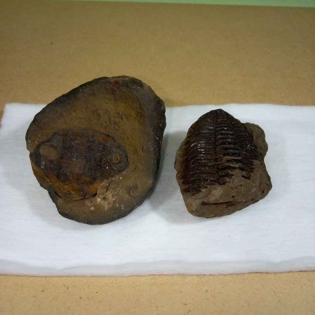 三葉虫　化石　fossil　ボリビア産　レア　Fossil判別⑦