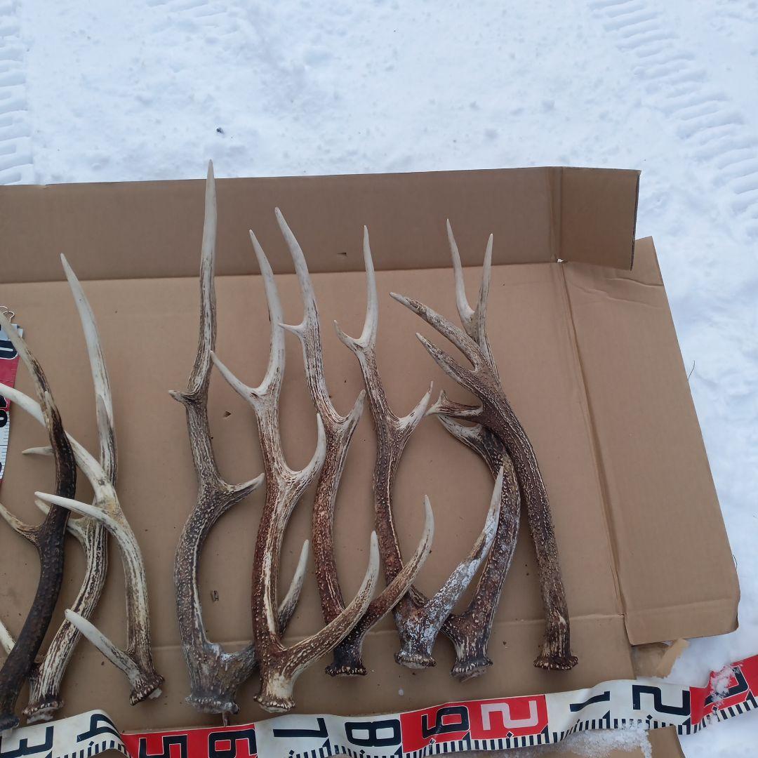 鹿の角 大型　犬のおもちゃ、工芸品などにどうぞ　26番
