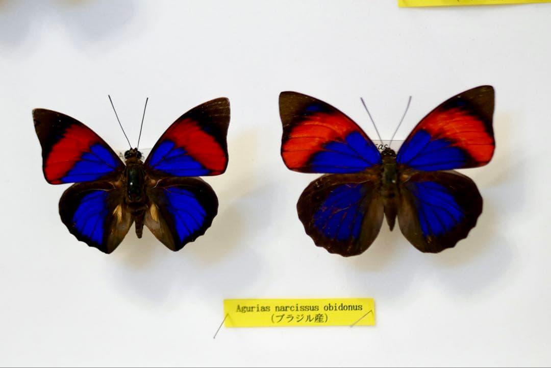 蝶標本 プレポナ アグリアス/アカルリオビタテハ/アミドンミイロタテハ ドイツ箱
