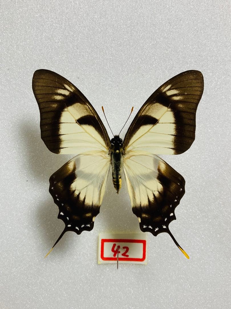 ドリカオン（1オス、ペルー）