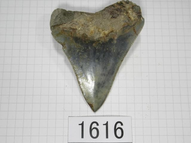 化石 サメの歯　メガロドン　インドネシア　7.2cm　No.1616