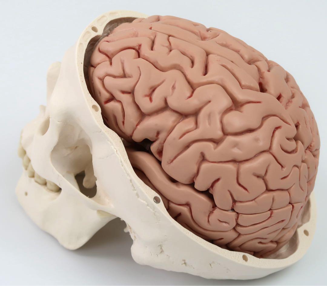 脳模型 5分解モデル 3B Smart Anatomy 実物大　新品未使用