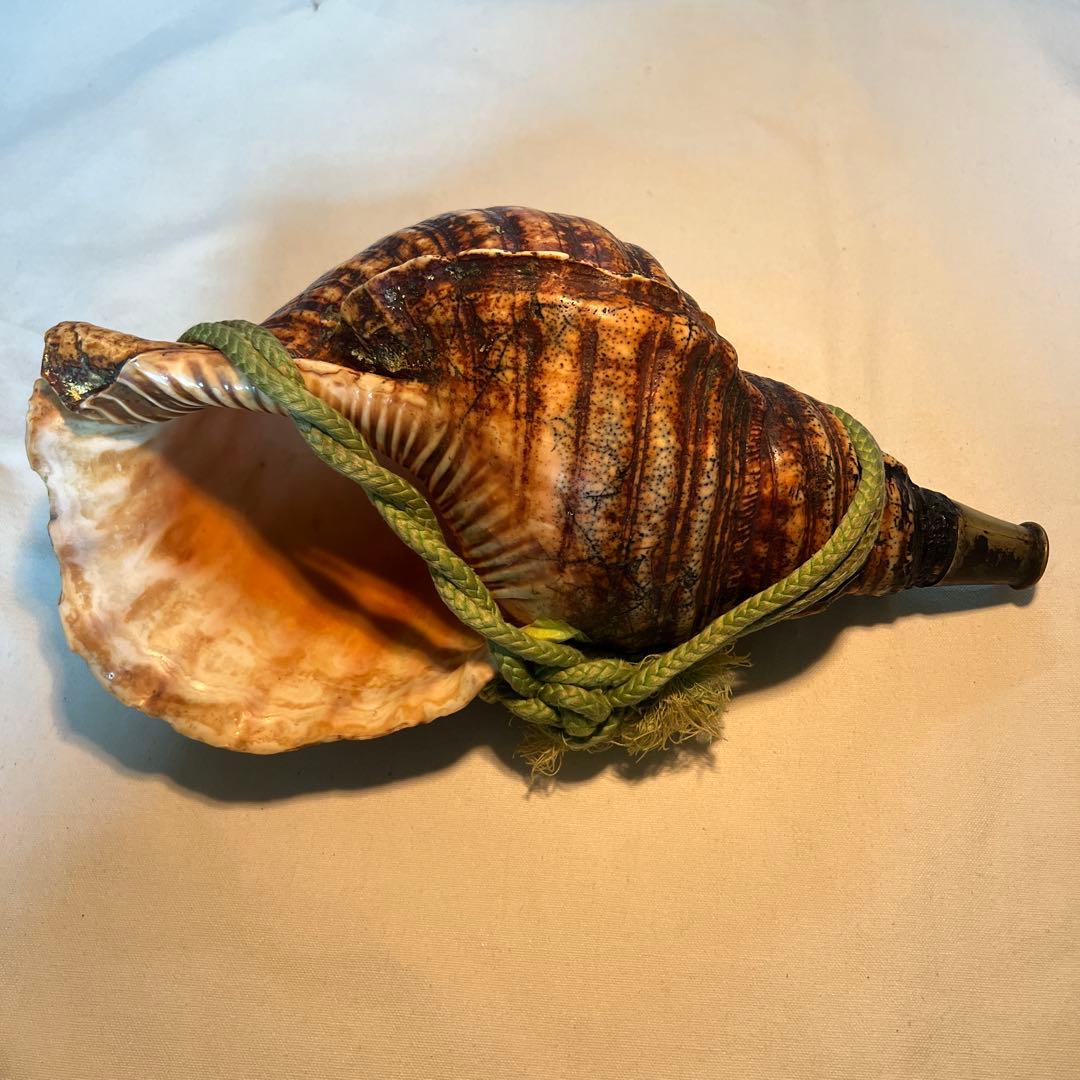 法螺貝　自然な巻貝装飾品 約34cm