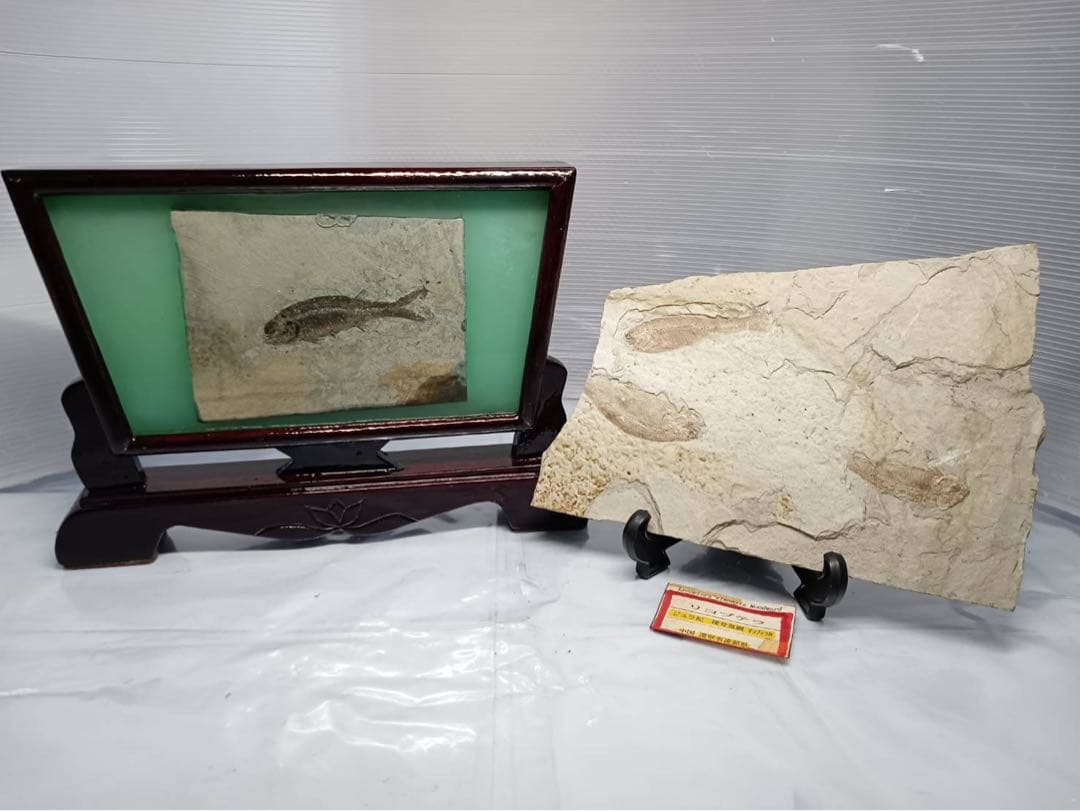 リコプテラ　ジュラ紀 硬骨魚綱 リコプテラ科　中国 遼寧省凌源県　2点　化石