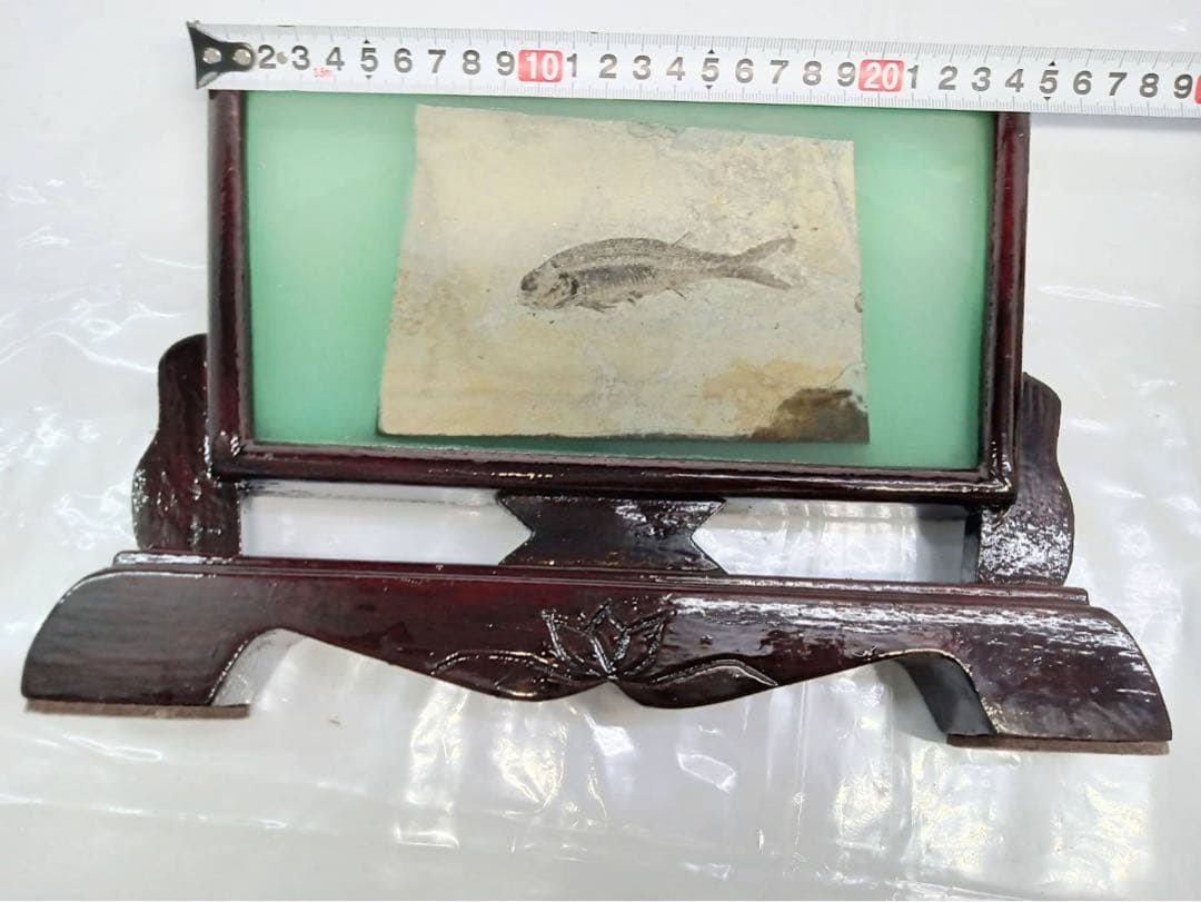 リコプテラ　ジュラ紀 硬骨魚綱 リコプテラ科　中国 遼寧省凌源県　2点　化石