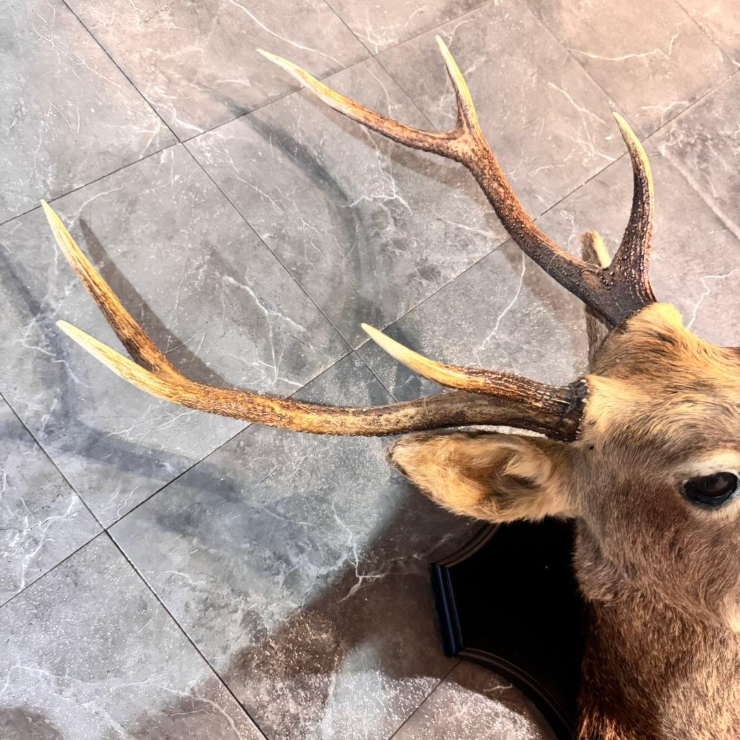 ハンティングトロフィー 鹿の剥製 壁掛けインテリア ニホンジカ 鹿 剥製