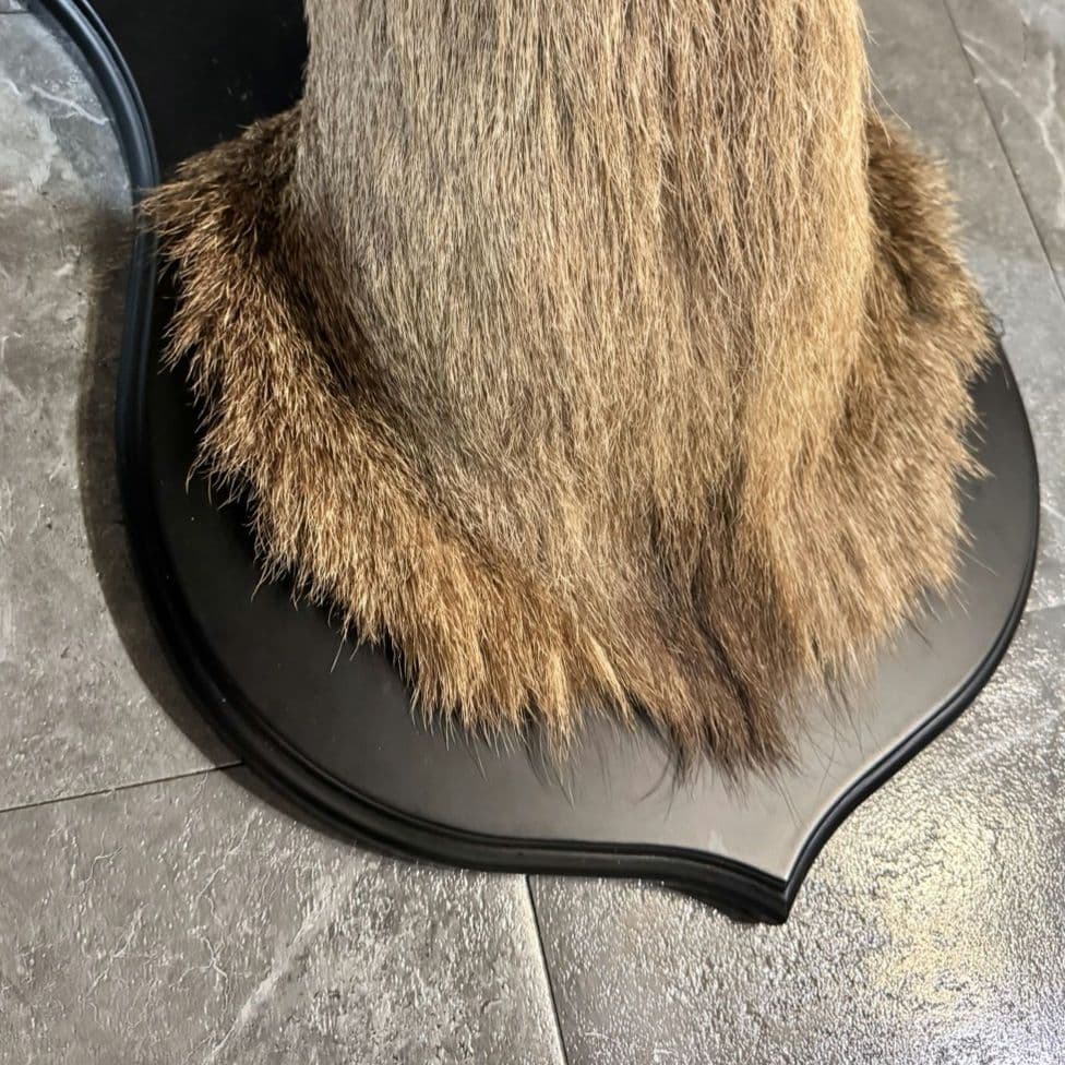 ハンティングトロフィー 鹿の剥製 壁掛けインテリア ニホンジカ 鹿 剥製