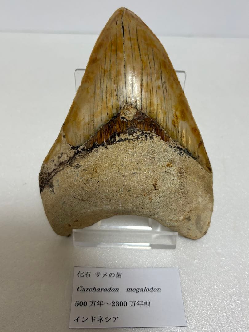 化石 サメの歯メガロドンインネシア約13.2cm 約244g新生代第三紀中新世