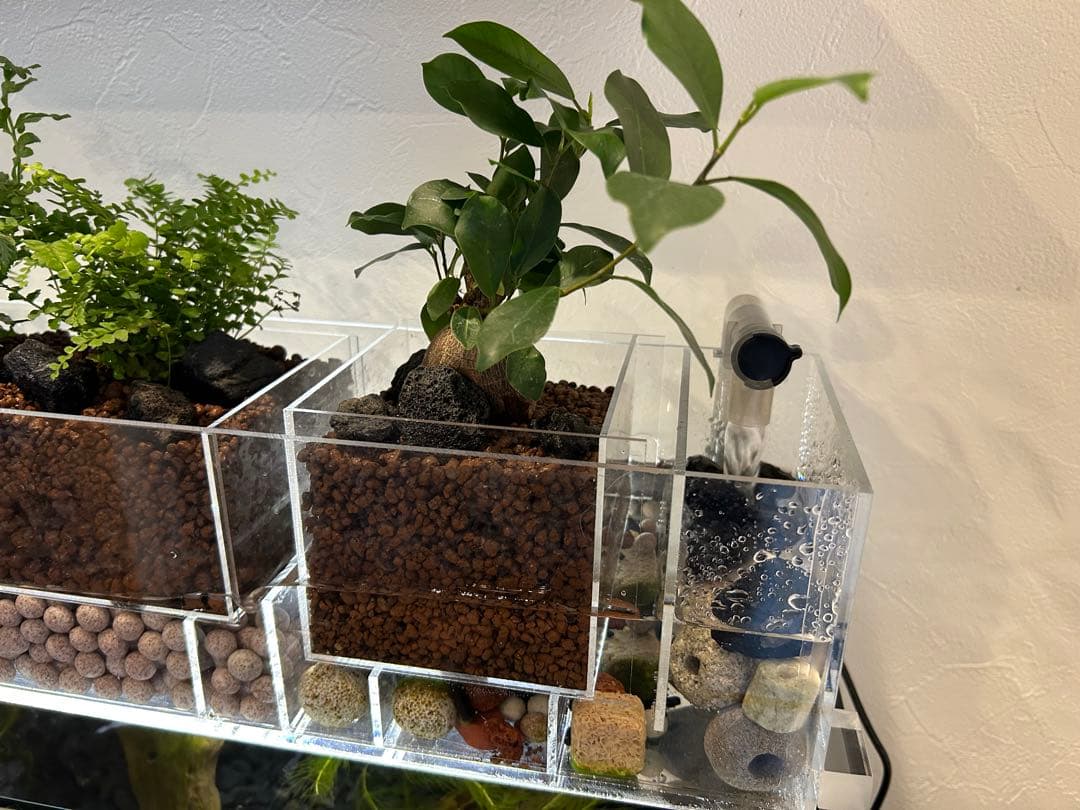 すぐ始められる！！上部濾過式アクアポニックス水槽アクアリウム水槽