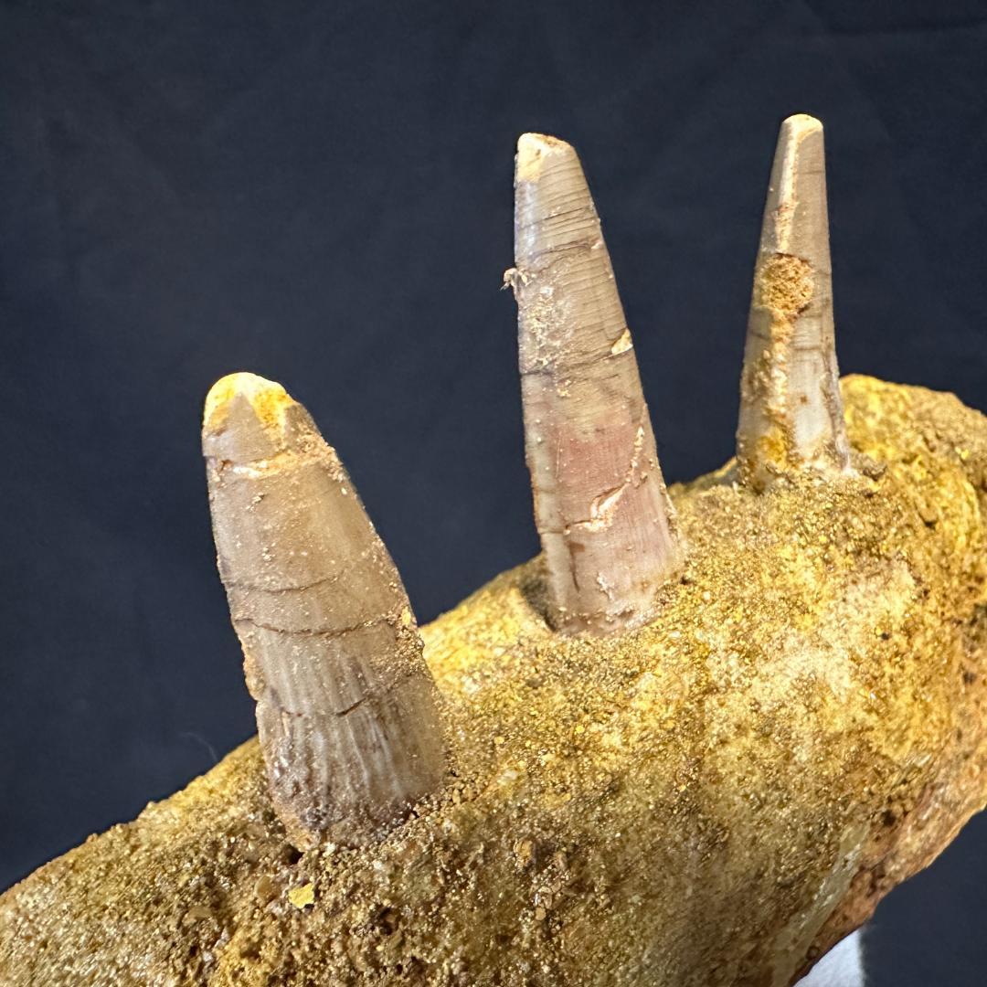 スピノサウルス 顎骨 歯 牙 化石標本 肉食恐竜 獣脚類 1449