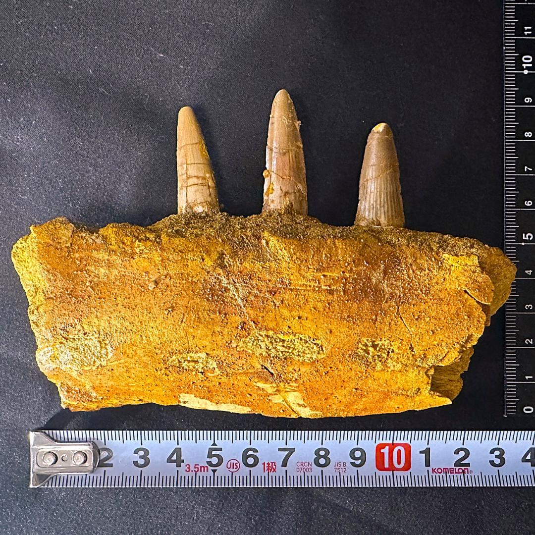 スピノサウルス 顎骨 歯 牙 化石標本 肉食恐竜 獣脚類 1449