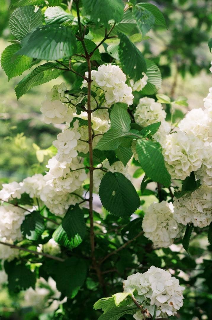 ライカ IIIf ELC とjupiter8セット (作例有)