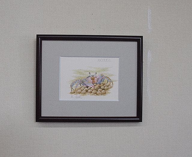 生物細密画（水彩）「コメツキガニ」