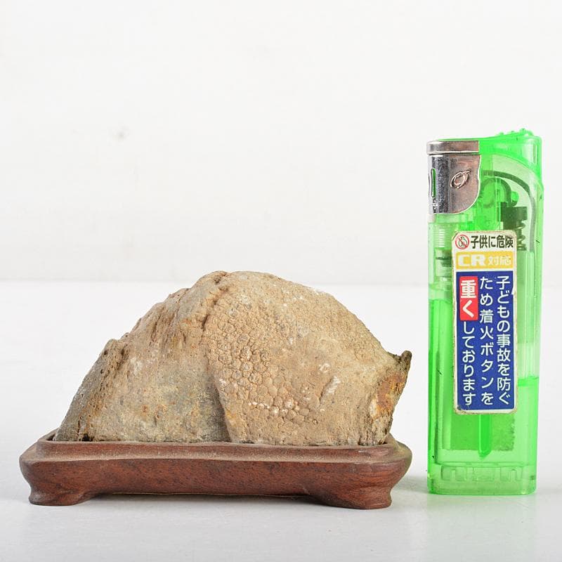 鑑賞石　天然石　ハチノスサンゴ化石　デボン紀　唐木台付　C　R5967