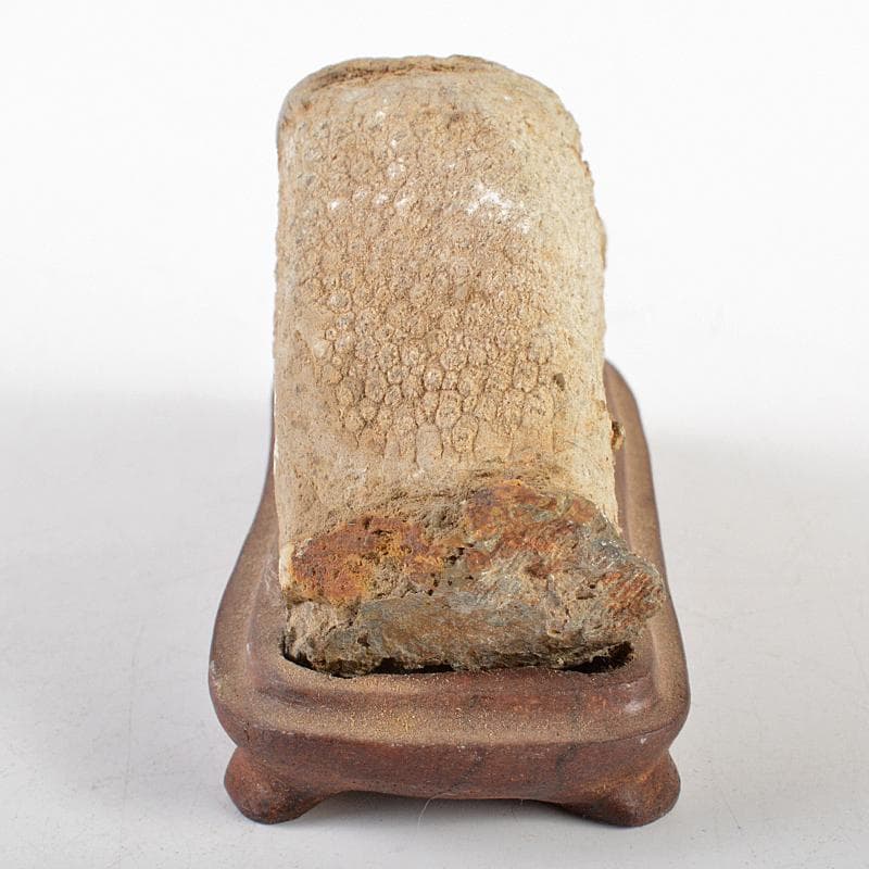 鑑賞石　天然石　ハチノスサンゴ化石　デボン紀　唐木台付　C　R5967