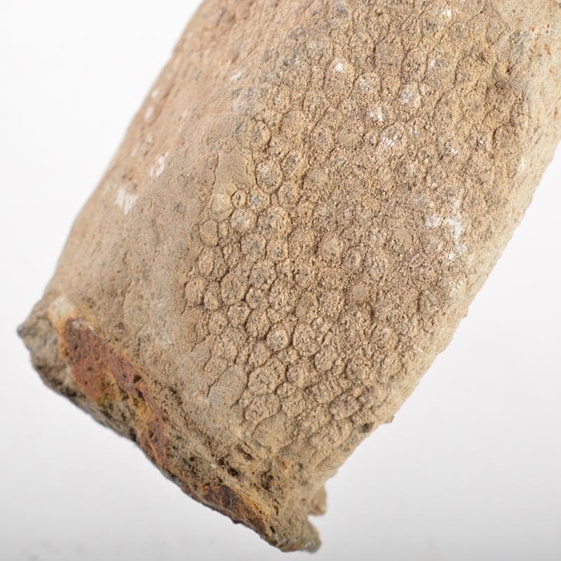 鑑賞石　天然石　ハチノスサンゴ化石　デボン紀　唐木台付　C　R5967